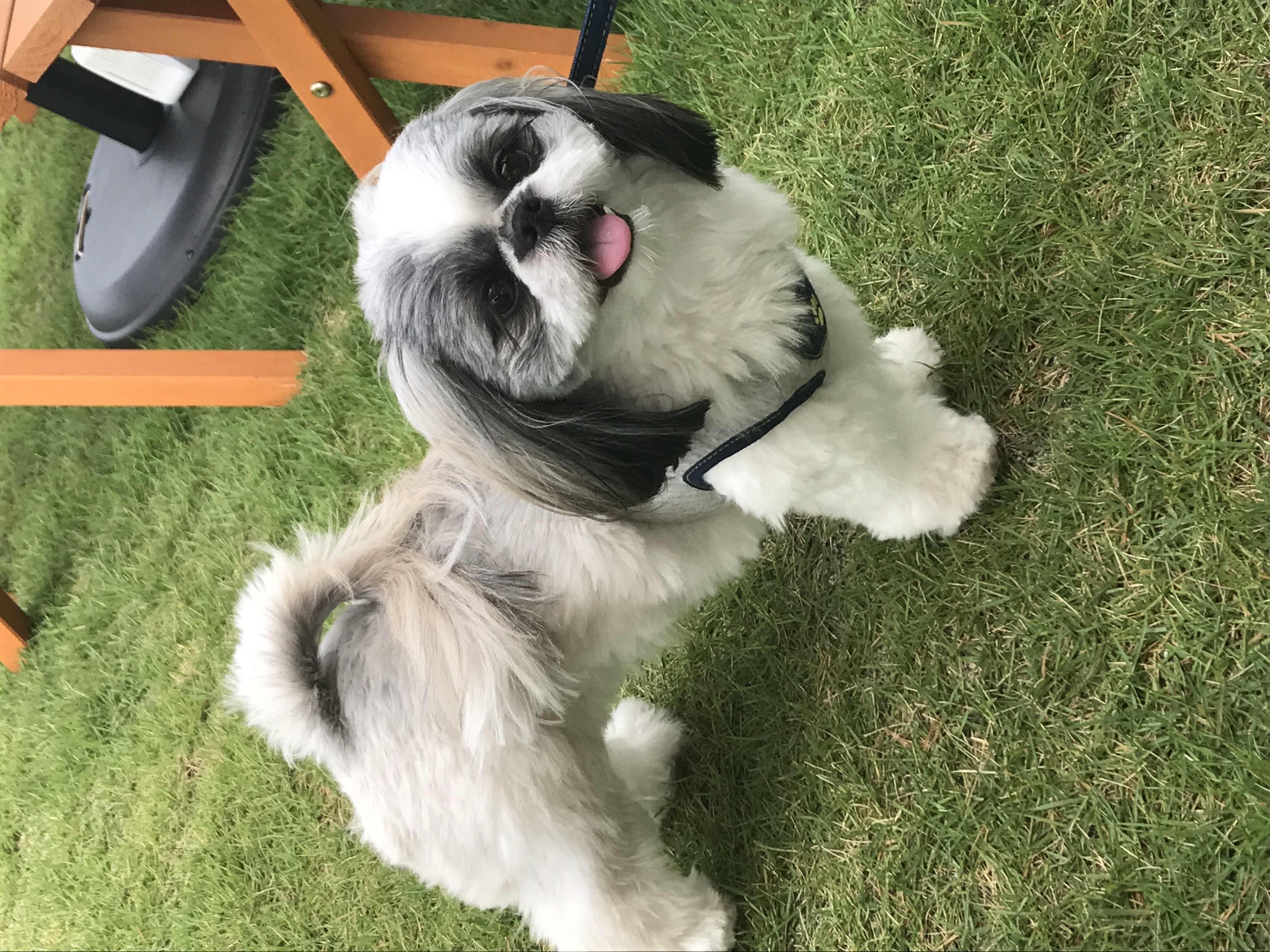 シーズーのラテちゃん